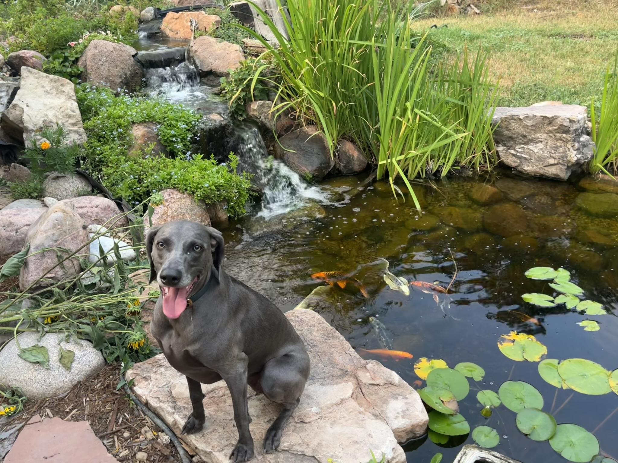Dogs And Goldfish Safe Pond Plants preview